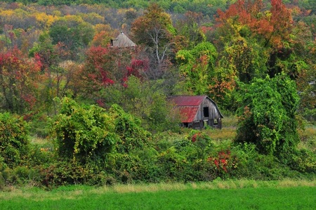 The Shack